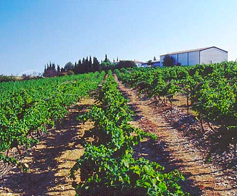 Domaine de la Coste and its vineyards  StChristol Hrault France   Coteaux du Languedoc StChristol