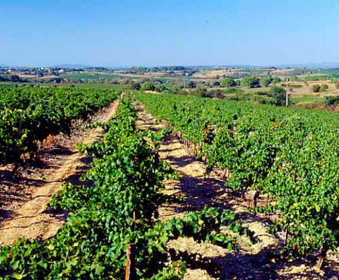Vineyards of Domaine de la Coste  StChristol Hrault France   Coteaux du Languedoc StChristol