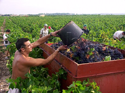 Harvesting grapes in vineyard at   StGeorgesdOrques Hrault France   Coteaux du Languedoc StGeorgesdOrques