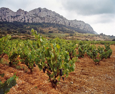 Grenache vineyards of Domaine du Clos des Fes above   Vingrau PyrnesOrientales France    Ctes du Roussillon