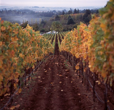 Autumnal vineyard of Bergstrom winery   Dundee Oregon   Willamette Valley
