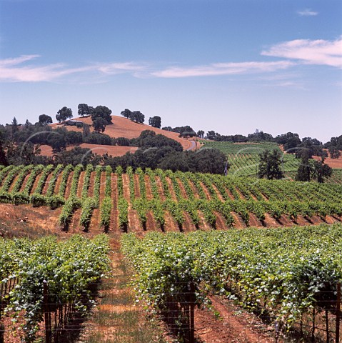 Vineyard of Montevina Winery   Plymouth Amador Co California    Shenandoah Valley  Sierra Foothills