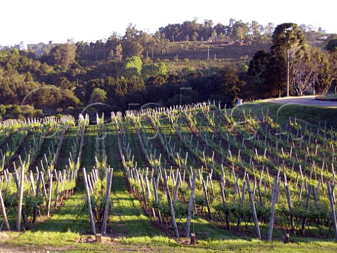 Lyre trained vineyard of Chandon do Brazil   Serra   Gacha Rio Grande do Sul Brazil