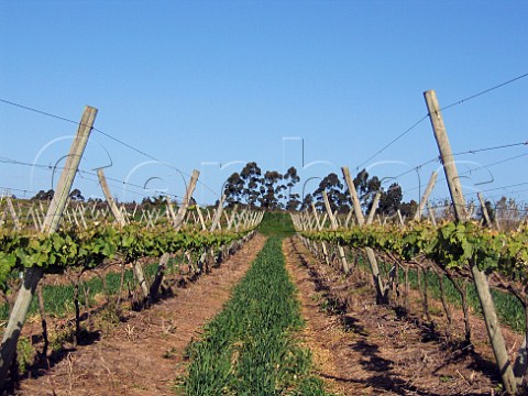 Lyre trellis system in vineyard with covercrop    Bodegas Carlos Pizzorno Canelones Uruguay