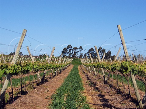 Cephas Picture Library - Asset Details 1187871- Lyre trellis system in ...