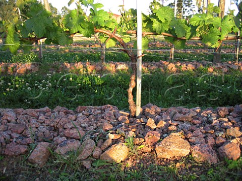 Changing terroir in experimental vineyard of Bouza   winery Canelones Uruguay