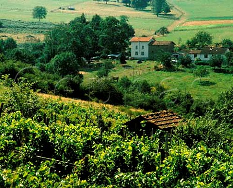 Vineyard near Courpire PuydeDme France  Auvergne