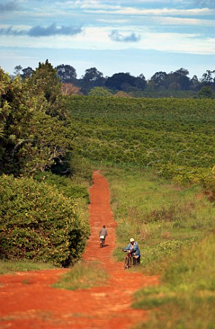 Coffee plantation near Nairobi Kenya