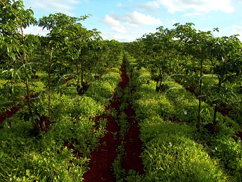 Coffee plantation near Nairobi Kenya