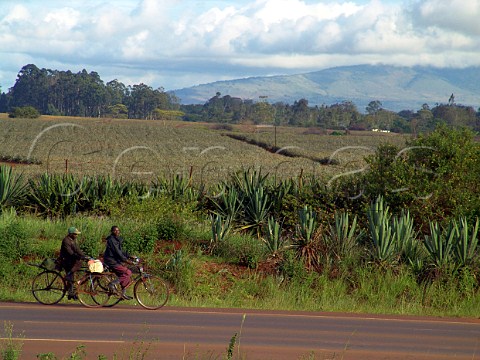 Cyclists on road by Pineapple plantation  Near   Nairobi Kenya
