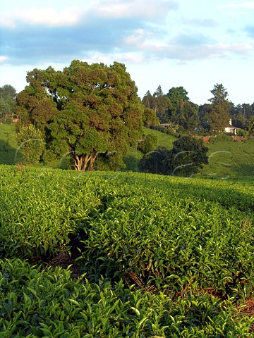 Tea plantation near Nairobi Kenya
