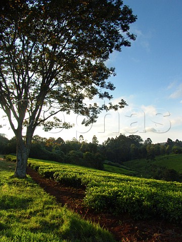 Tea plantation near Nairobi Kenya