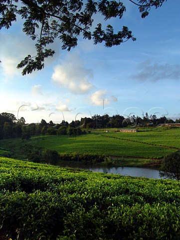Tea plantation near Nairobi Kenya