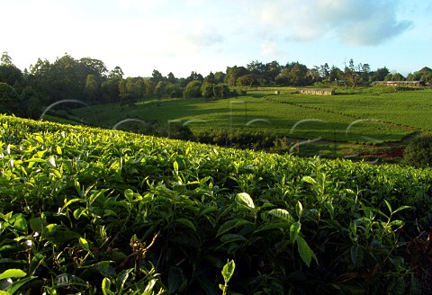 Tea plantation near Nairobi Kenya