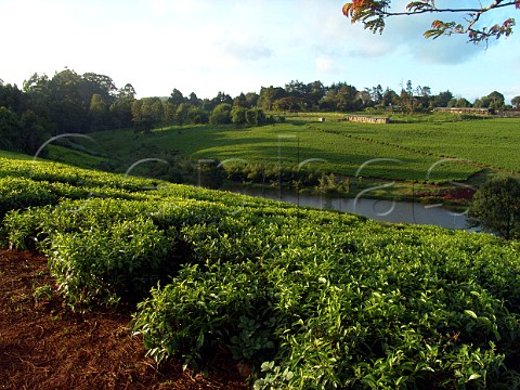 Tea plantation near Nairobi Kenya