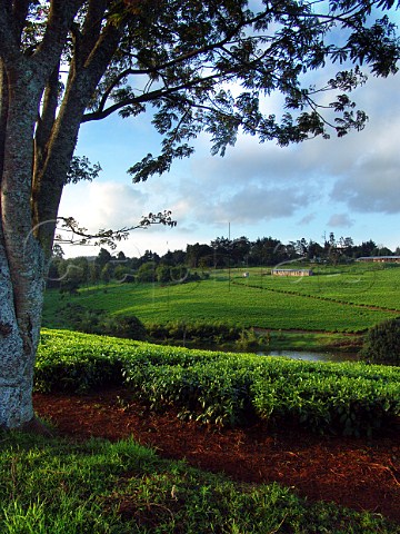 Tea plantation near Nairobi Kenya