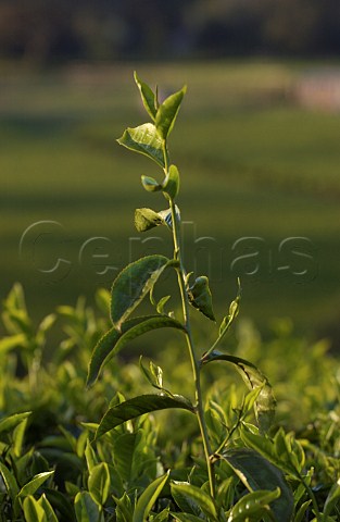 Tea bushes on plantation near Nairobi Kenya