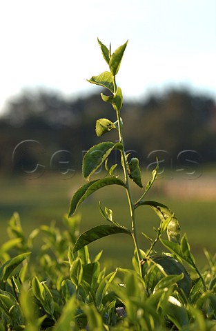 Tea bushes on plantation near Nairobi Kenya