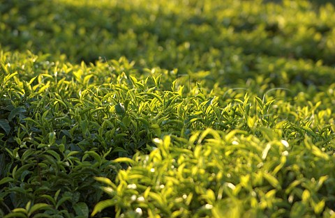 Tea bushes on plantation near Nairobi Kenya