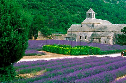 Lavender fields at Senanque Abbey   Vaucluse France