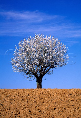 Flowering cherry tree Pecetto Torinese  near Torino Piemonte Italy