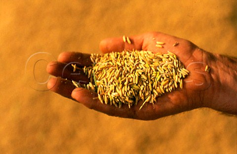 Handful of Greggio rice Italy