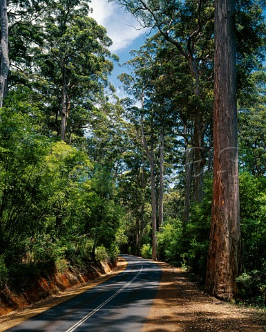 Road through Karri forest Pemberton   Western Australia