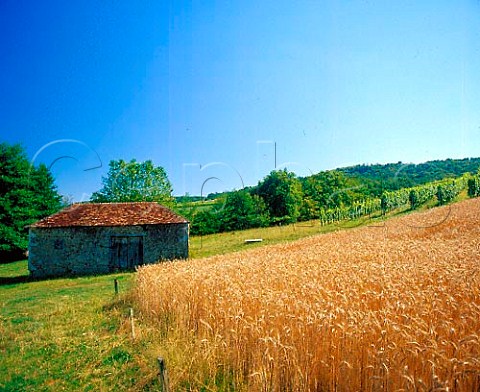 Vineyard and field of barley at Garris north of   Lasseube PyrnesAtlantiques France Juranon