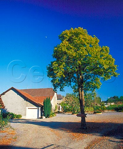 Tree in the courtyard of Domaine BruBach Monein  PyrnesAtlantiques France Juranon