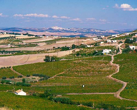 White houses in the vineyards at Montilla   Andaluca Spain   MontillaMoriles