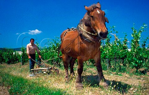 Traditional ploughing in vineyard of    Domaine Florentin StJoseph France