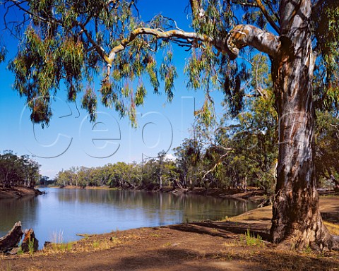 Gum tree by the Murray River in HattahKulkyne   National Park Victoria Australia