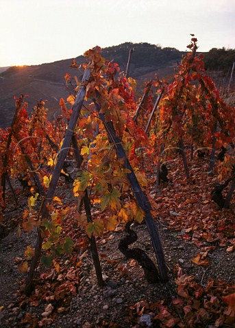 Traditionally staked Syrah vines on the Cte Rtie Rhne   France