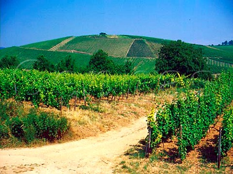 Gehrn and Wlfen vineyards seen from Sandgrub   vineyard Kiedrich Germany Rheingau