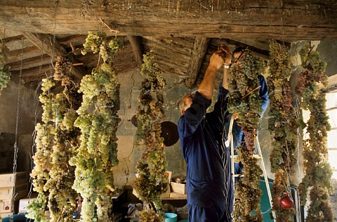 Hanging up grapes to dry for Vin Santo   at Isole e Olena Tuscany Italy