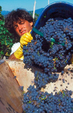 Harvesting grapes in vineyard of Villa    Vetrice Rufina Tuscany Italy    Chianti Rufina
