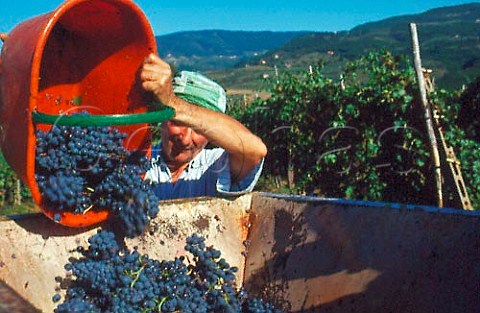 Harvesting grapes in vineyard of Villa    Vetrice Rufina Tuscany Italy  Chianti Rufina