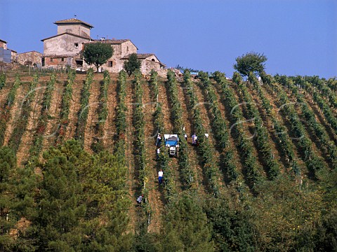 Harvesting grapes in vineyard of Castello di    Gabbiano Mercatale Val di Pesa Tuscany Italy     Chianti