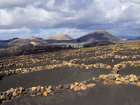 Volcanic soil and stone windbreaks around vines La Geria Lanzarote Canary Islands Spain Lanzarote