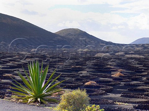 Volcanic soil and stone windbreaks protecting vines in winter Lanzarote Canary Islands Spain   Lanzarote