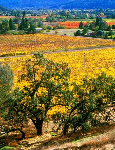 Autumnal vineyards near Calistoga Napa Valley   California