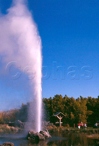 Old Faithful geyser Calistoga Hot   Springs Napa Valley California USA