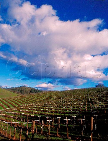 Vineyards in Conn Valley Napa Co California