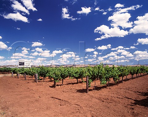 Tolley Pedare Vineyard Barossa Valley South   Australia