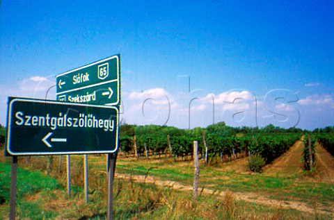 Vineyards north west of Szekszard   Hungary Szekszard