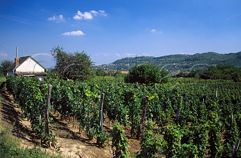 Vineyards near Sioagard Hungary   Szekszard