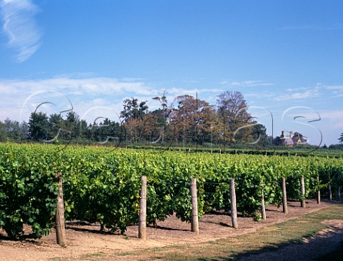 Vineyard Algarve Portugal