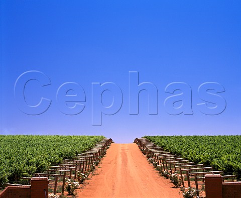 Vineyard at Mildura Victoria Australia