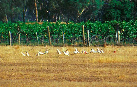 Corellas and Galahs at Bests vineyard   Victoria Australia  Grampians