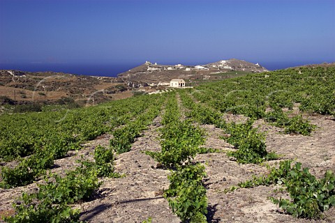 Vineyard on volcanic soil on the Boutari estate near   Akrotiri Santorini Cyclades Islands Greece